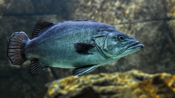Dlaczego mączka rybna jest ważnym składnikiem paszy?