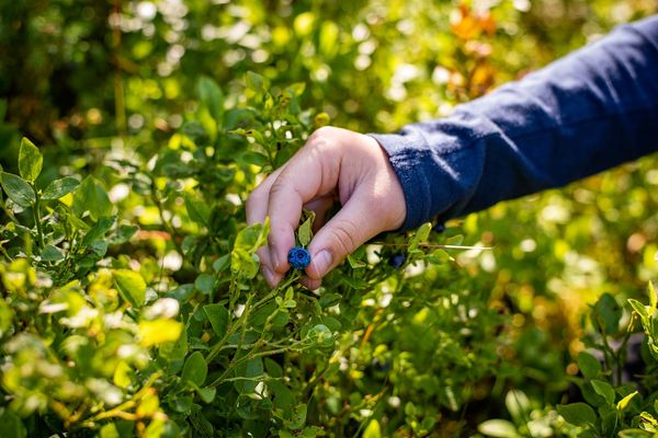 Jak przekształcić ogród w plantację: praktyczny przewodnik po uprawie borówek