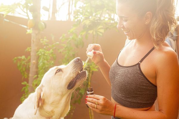 Bezpieczne metody poprawy samopoczucia psów - doświadczenia z olejkami CBD